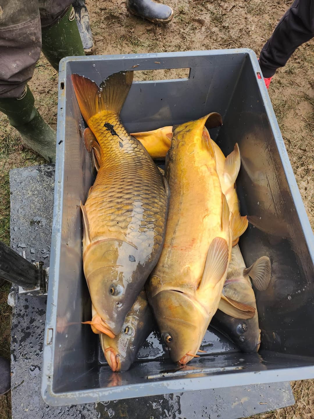 Etang de 2 hectares à louer à Mervans 