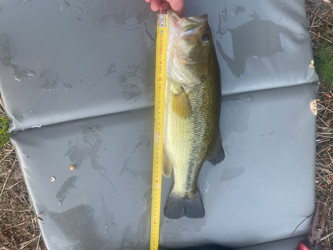 Etang tranquille au cœur d’une forêt de 30 hectares, clos.