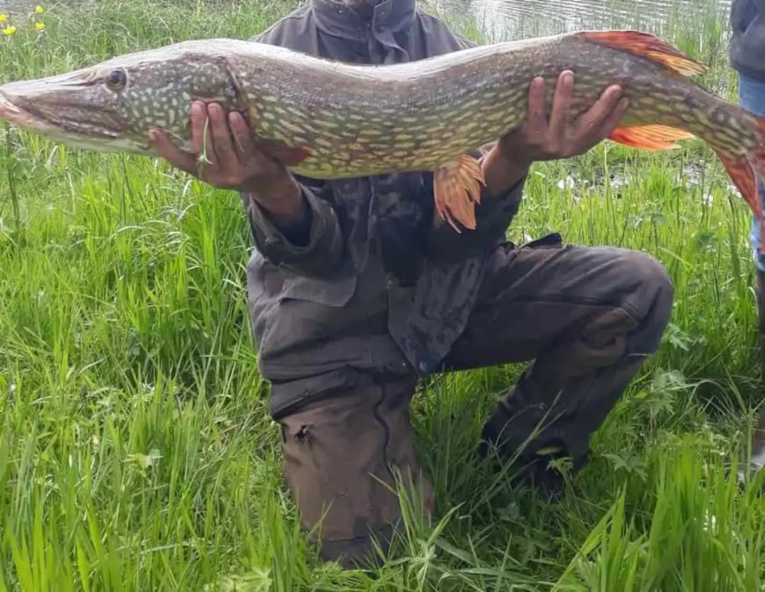 Poste de pêche / journée de pêche sur un étang de 11ha 