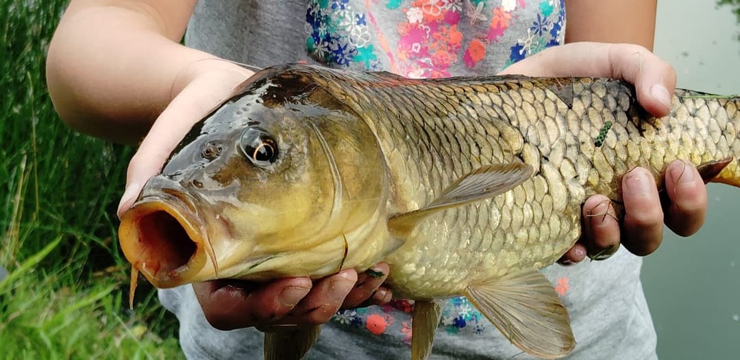 Etang de pêche clos avec petit air de jeux