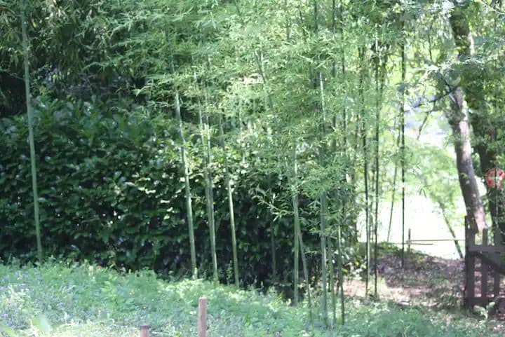 Maisonnette au bord de la rivière du Tarn 