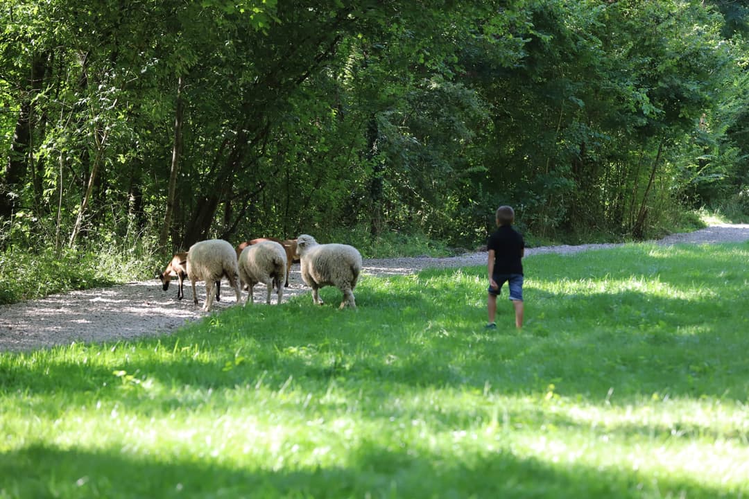 Yourte au cœur d’un parc de deux étangs avec des animaux en liberté 