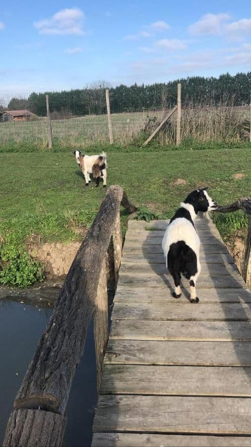 Chalet au bord d’un étang avec alpagas et pêche sportive au coeur du Périgord 