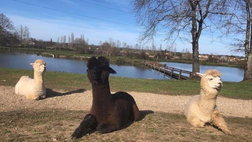 Chalet au bord d’un étang avec alpagas et pêche sportive au coeur du Périgord 
