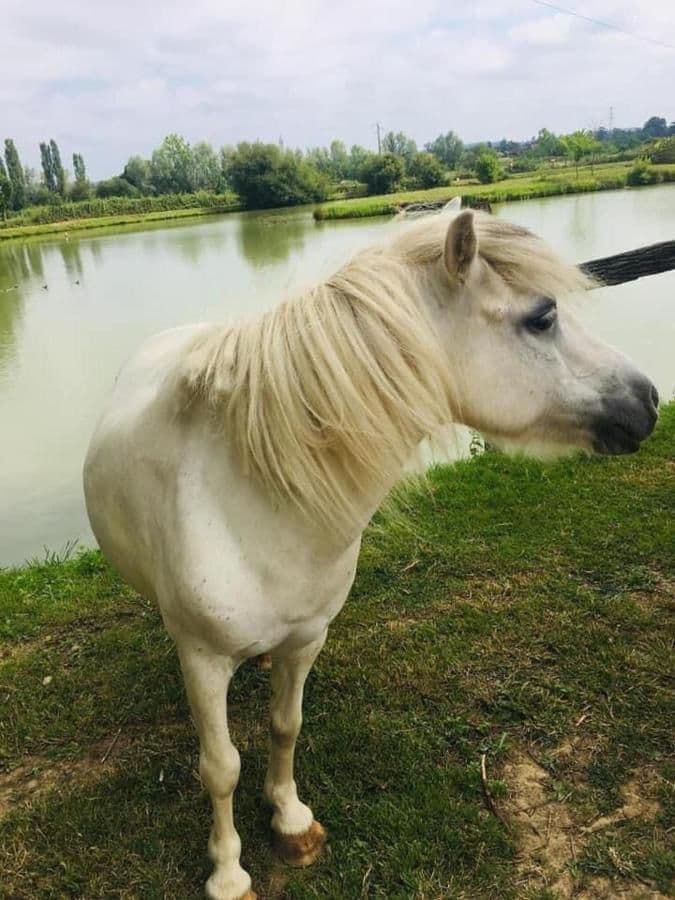 Chalet au bord d’un étang avec alpagas et pêche sportive au coeur du Périgord 