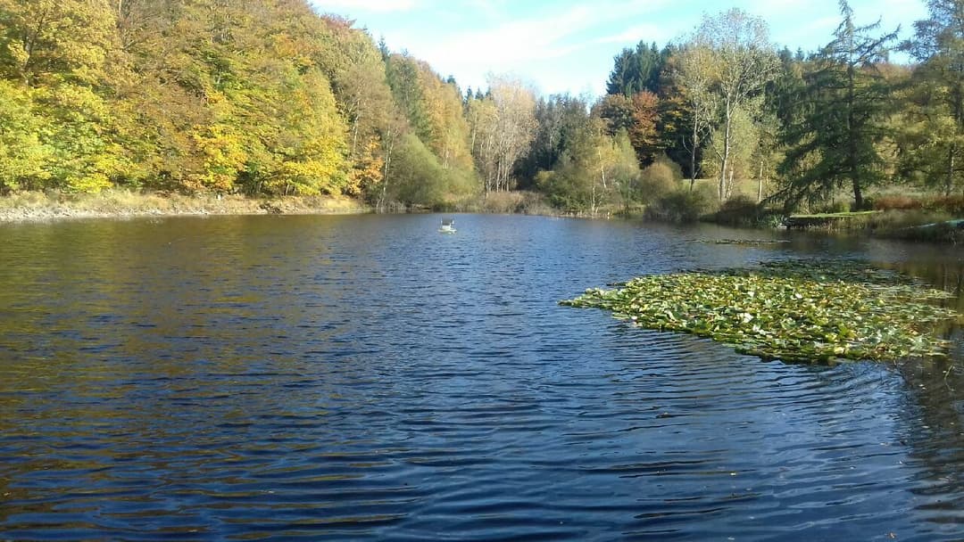 Roulotte de l’aventurier au bord de l’étang dans les Vosges 