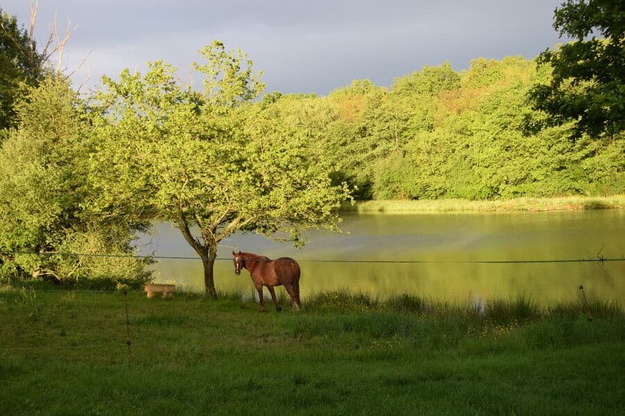 Gîte sur une propriété de 9 ha avec un étang sauvage (et SPA l’été) 