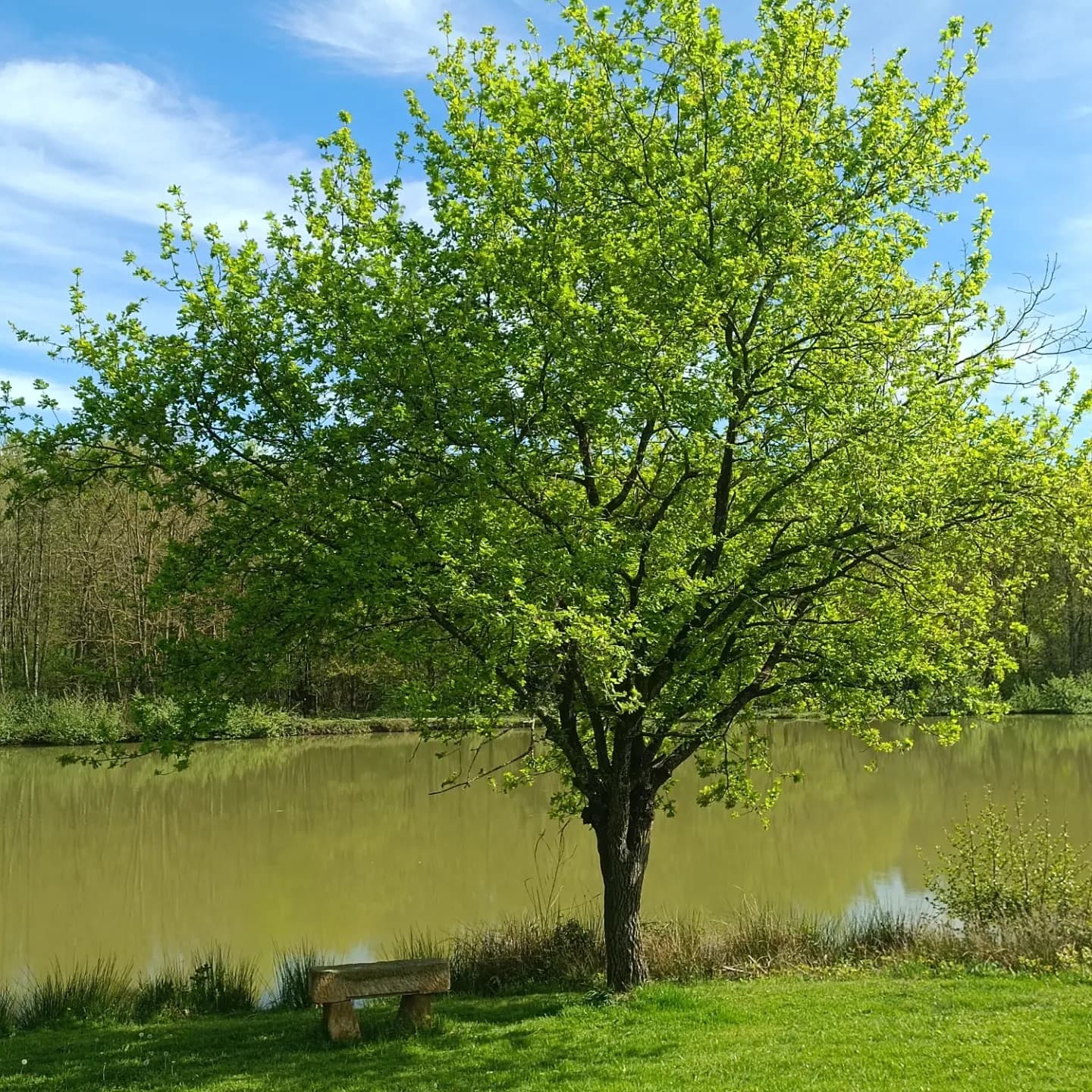 Gîte PMR avec son étang et son spa (l’été) 