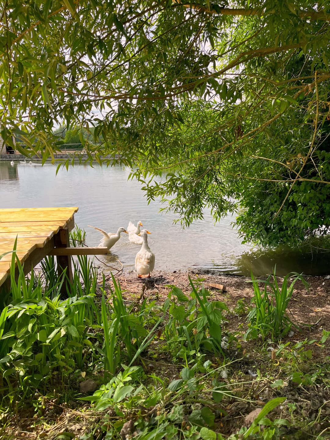 Etang avec 2 tentes 4 couchages de glamping 