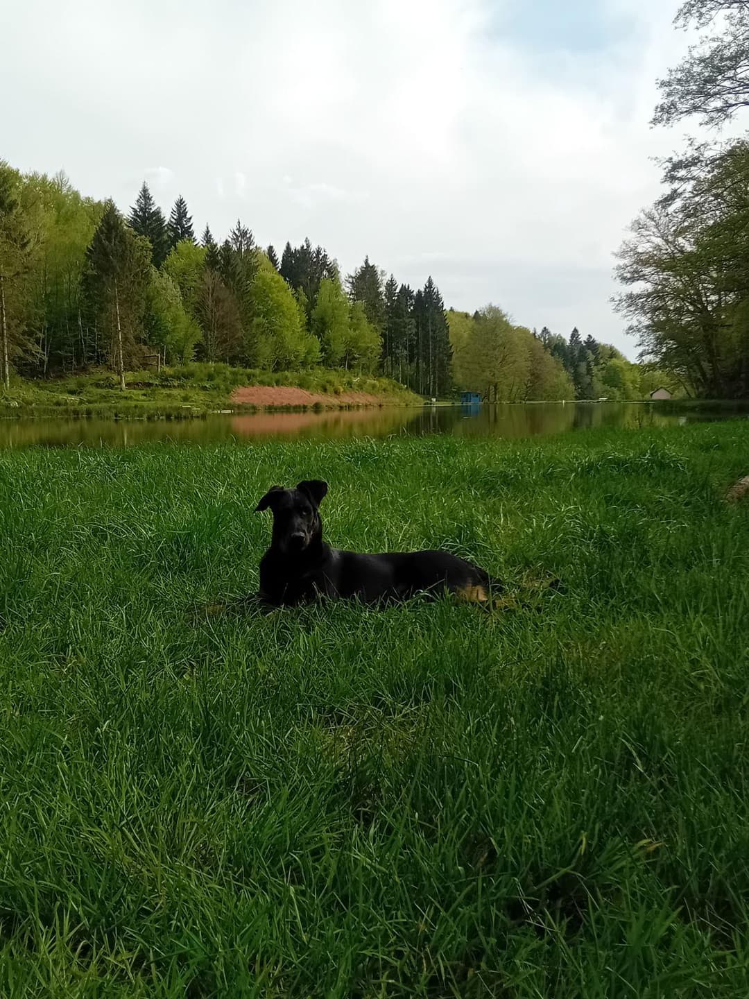 Étang de 2ha dans le département du Territoire de Belfort 
