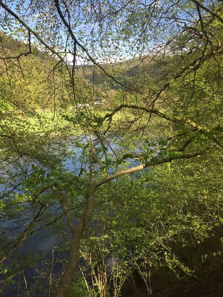 Escapade au milieu des arbres 