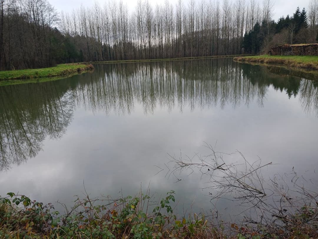 Etang de 2ha à côté de la frontière Belge 