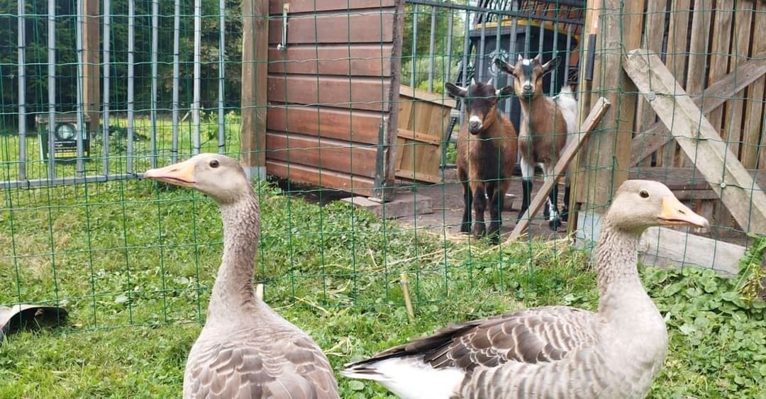 Gîte familiale avec accès à un étang privé proche d’Amiens 
