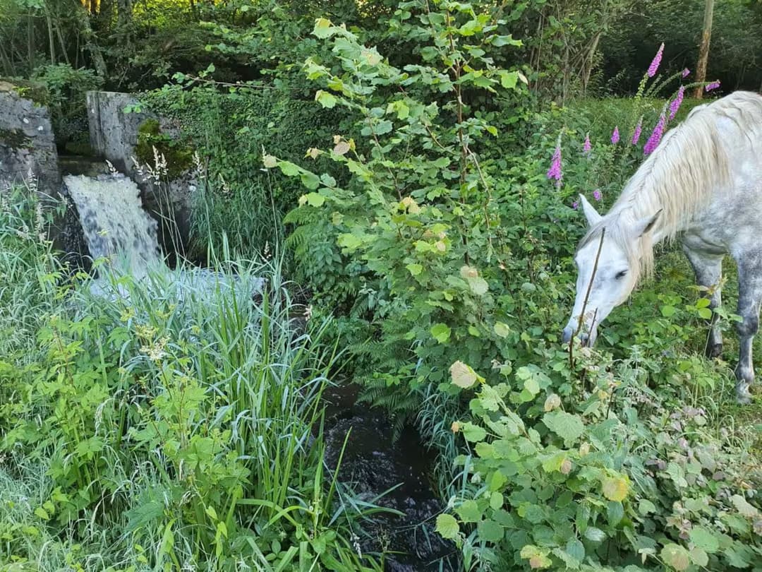 Cabane insolite au bord d’un étang privé
