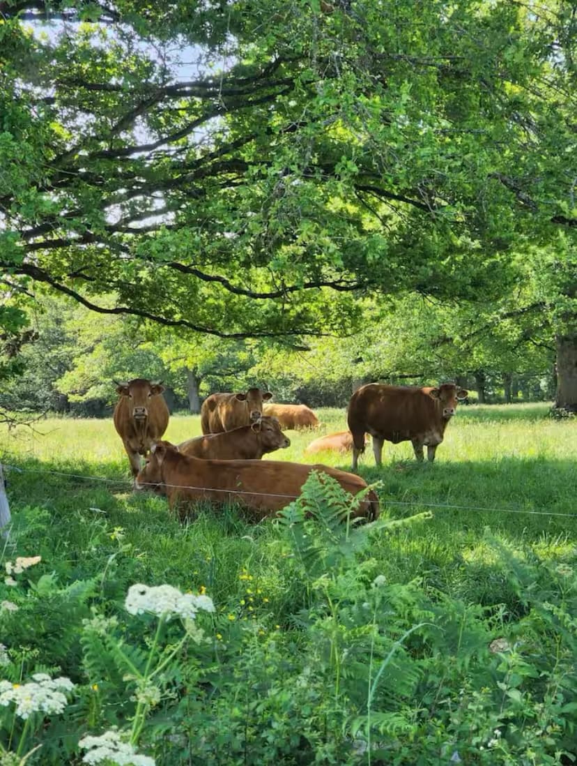 Chalet en bord d’un étang privé dans le Limousin 