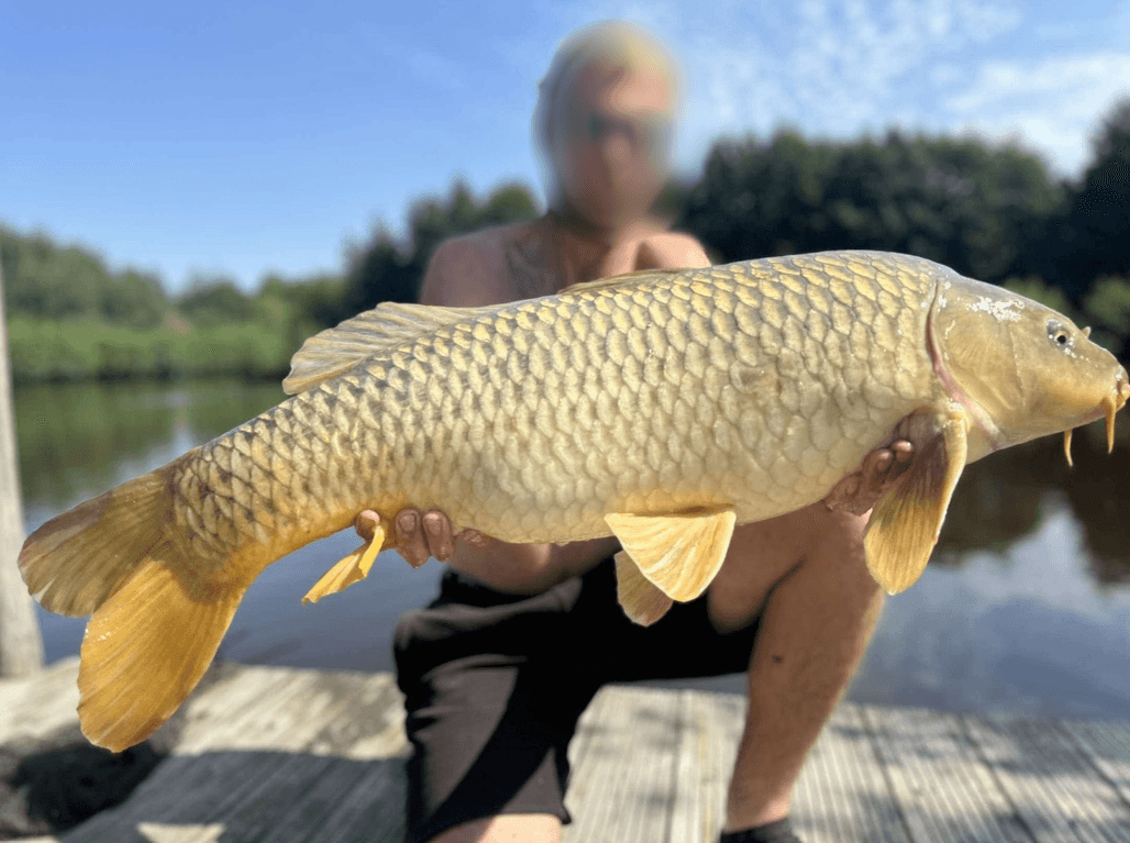 Gite et 2 cabanes avec accès à un étang privé 
