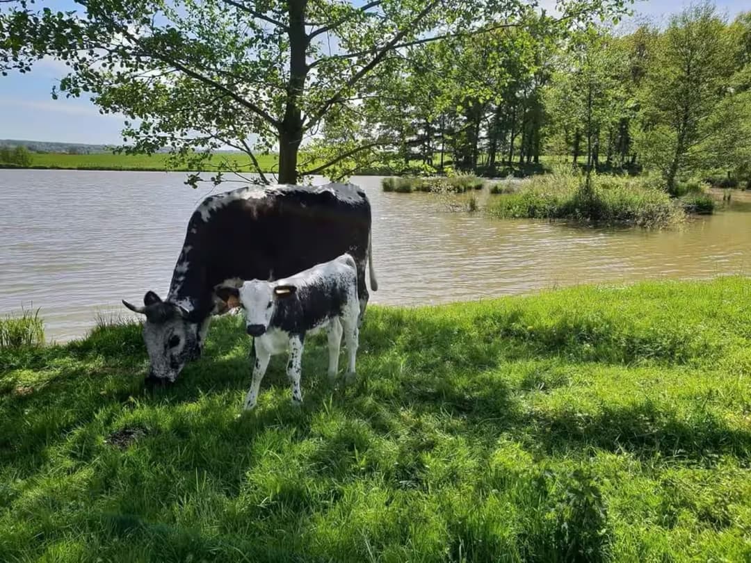 Grand gîte au bord de quatres étangs privés 