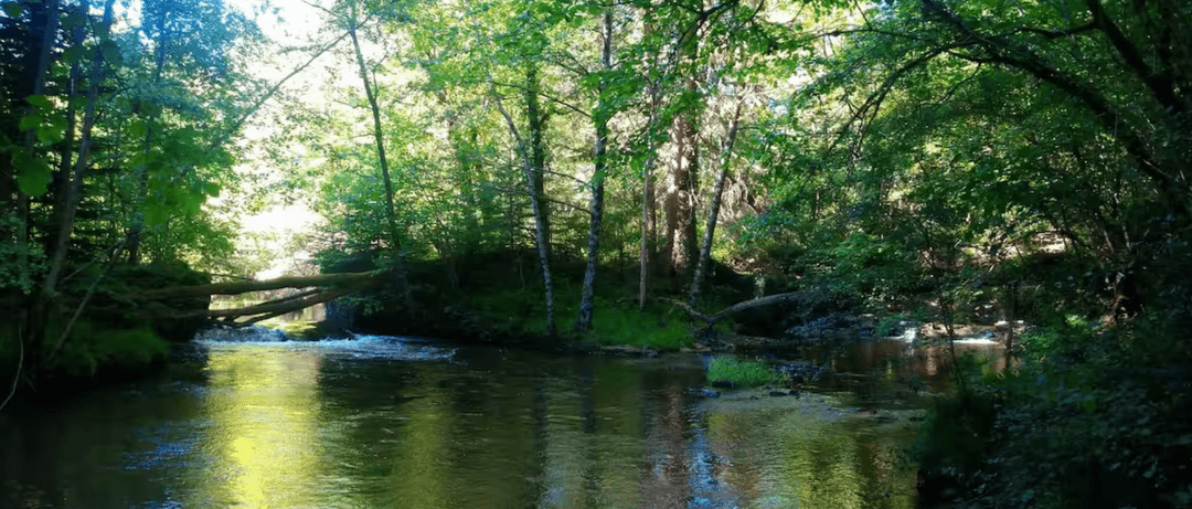 Cabane en bois avec accès privatisé sur la rivière 
