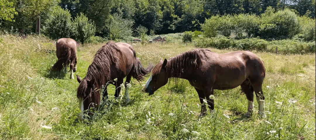 Cabane en bois avec accès privatisé sur la rivière 