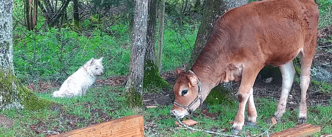 Cabane en bois avec accès privatisé sur la rivière 