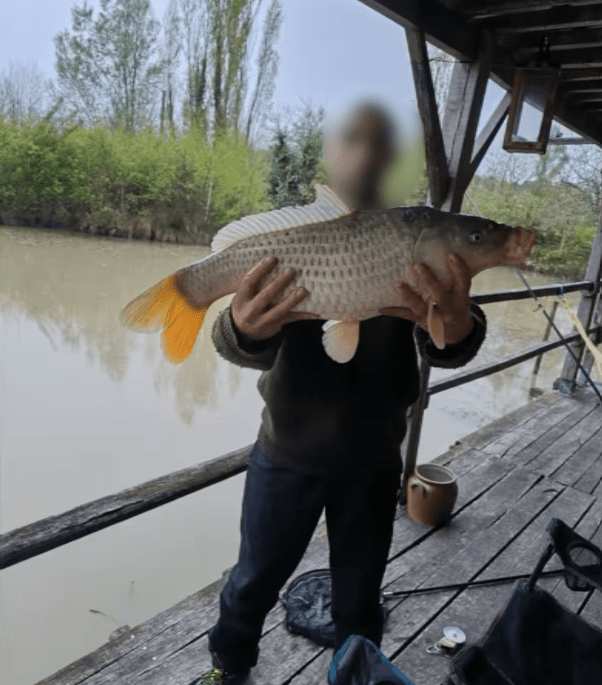 Cabane cosy devant un étang privé 