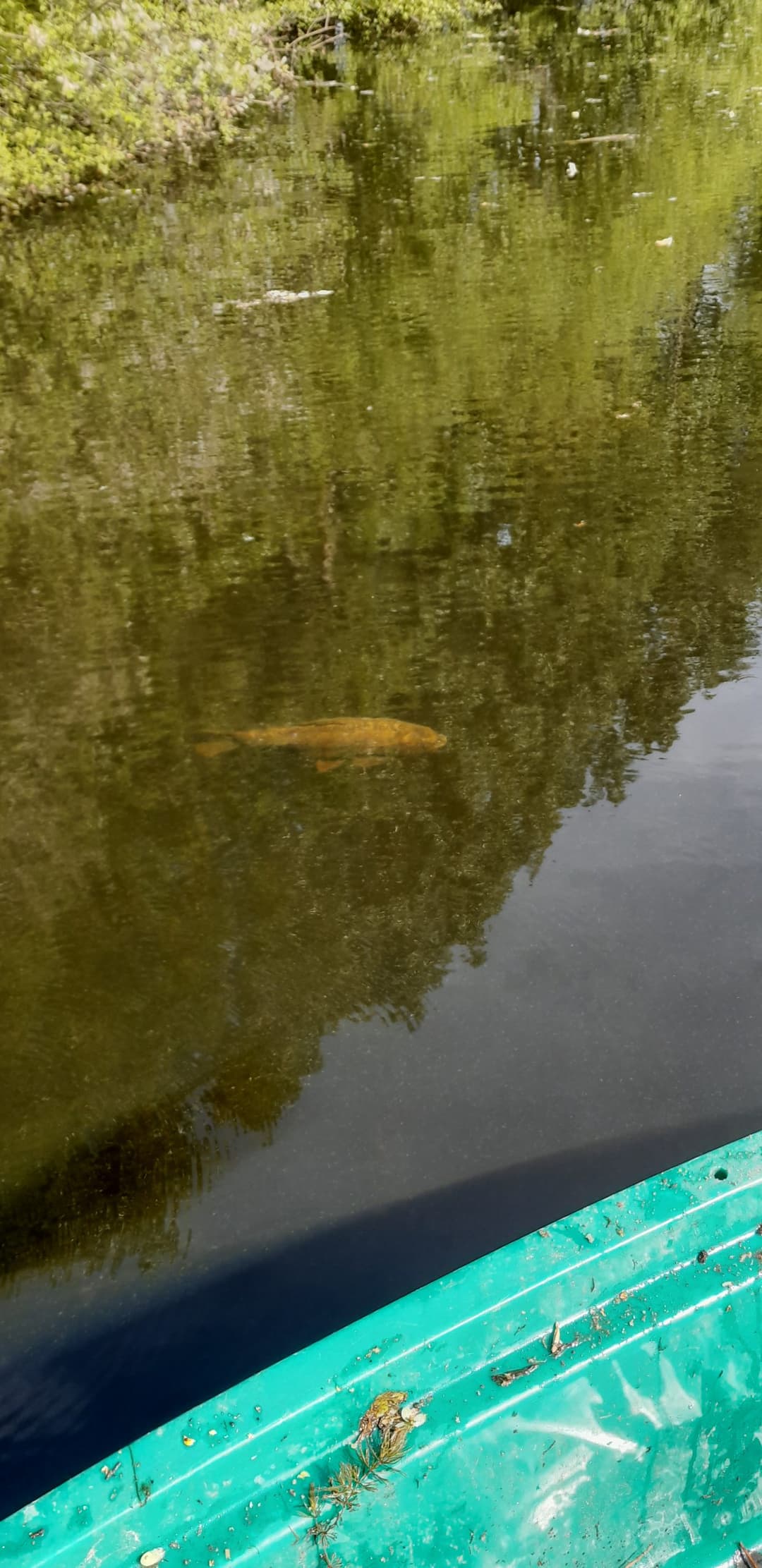 Gravière de 1,7ha avec une forte population de poissons! 