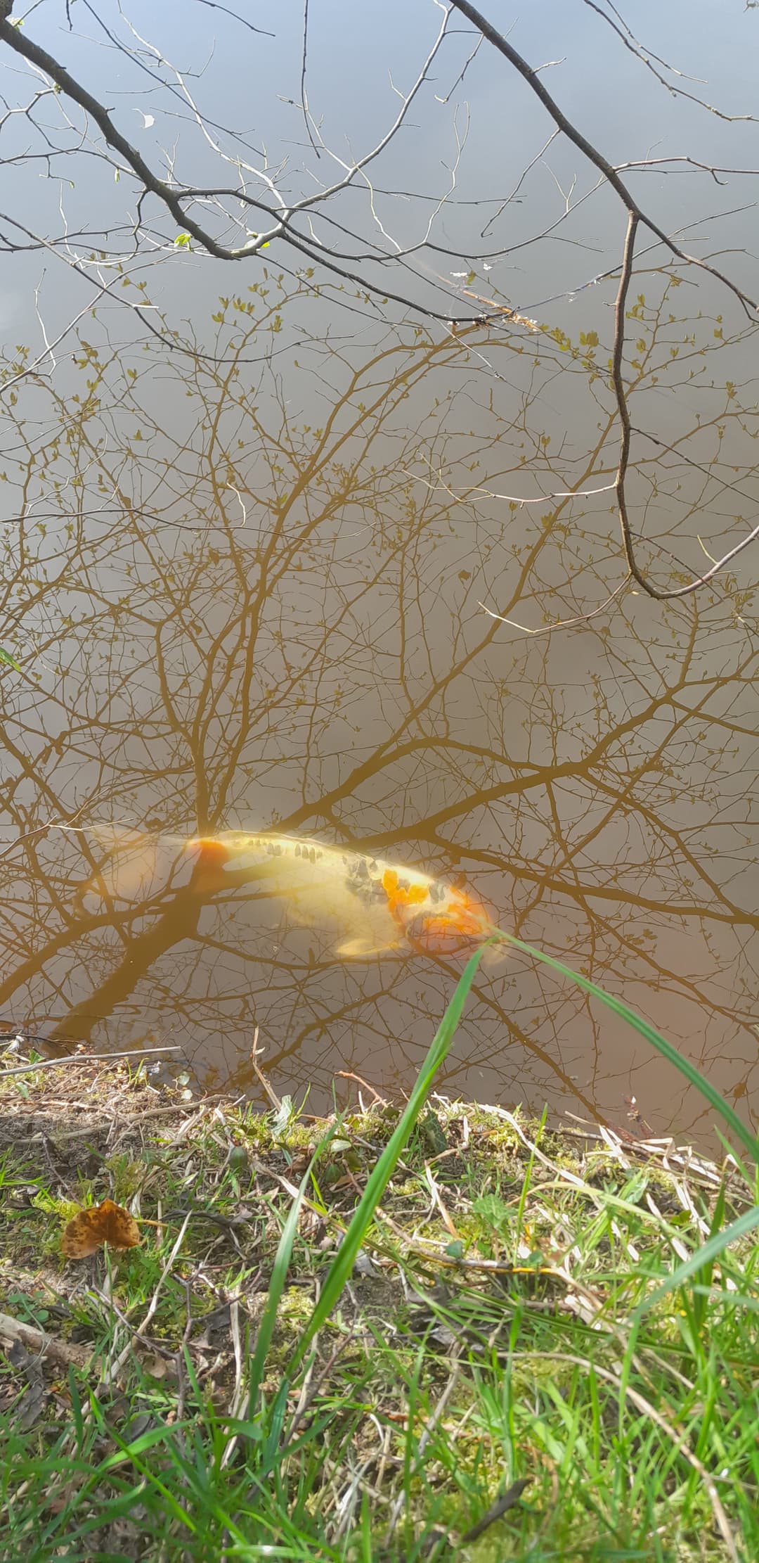 Gravière de 1,7ha avec une forte population de poissons!
