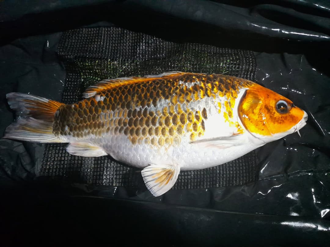 Gravière de 1,7ha avec une forte population de poissons! 