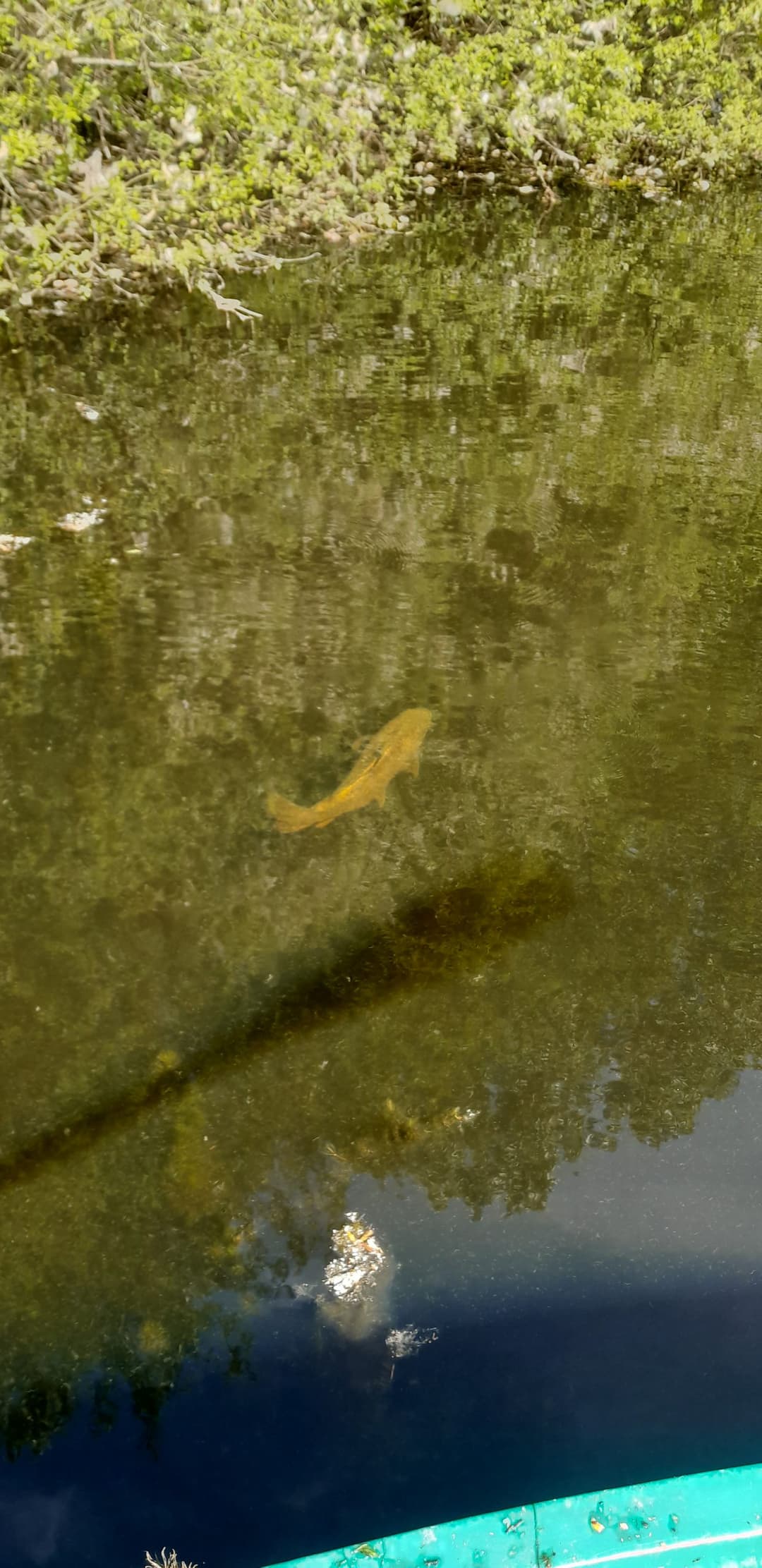 Gravière de 1,7ha avec une forte population de poissons! 