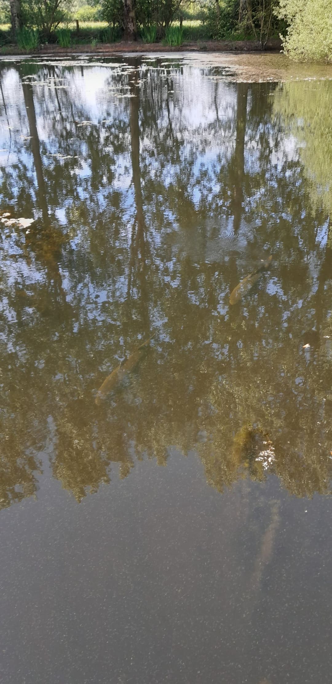 Gravière de 1,7ha avec une forte population de poissons! 