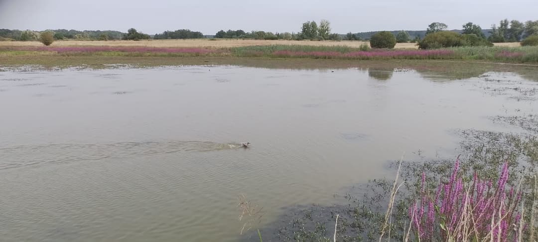 Deux étang de 5ha et 1ha à louer pour pêcher 