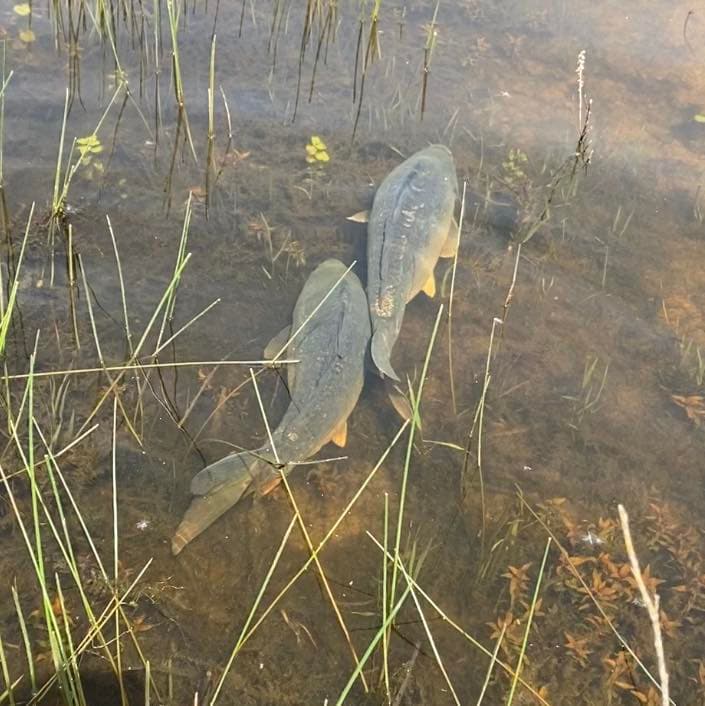 Étang de 25 ha pour une journée de pêche inoubliable 