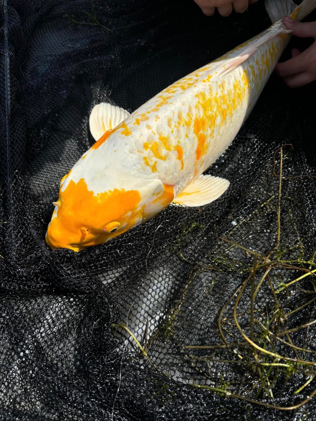 Étang de 25 ha pour une journée de pêche inoubliable 