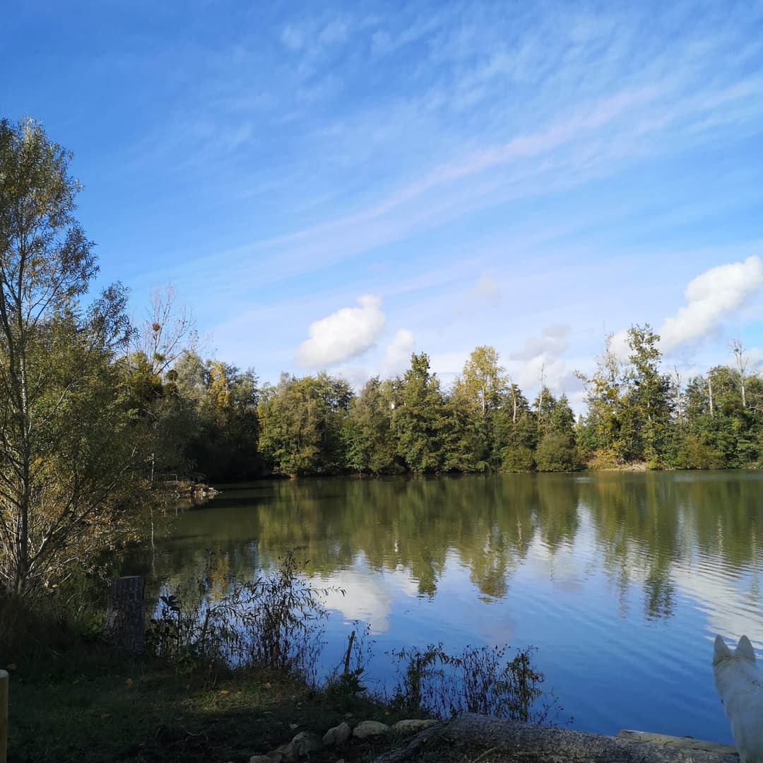Deux étangs de 3.5ha avec un coup de pêche en rivière à louer dans la Vienne 