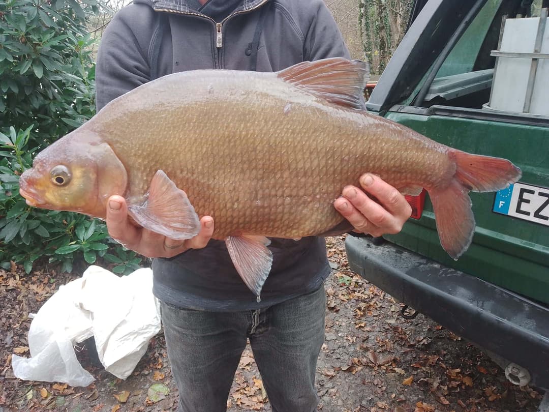 Etang dans le limousin typé Fisherie 1.2 ha 
