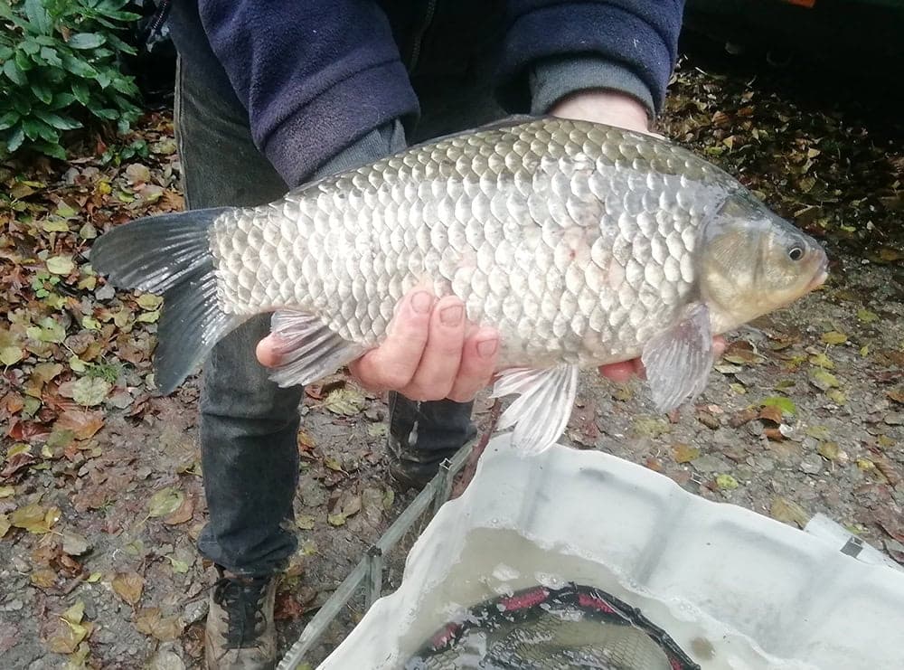 Etang dans le limousin typé Fisherie 1.2 ha 