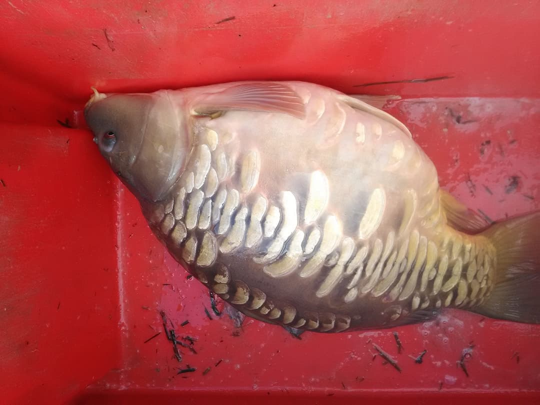 Location étang de 12ha + un étang de 2ha pour la pêche 