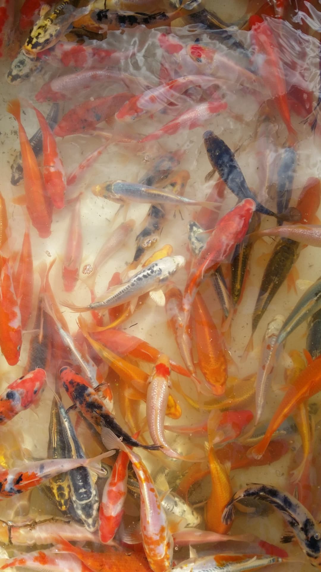 Location étang de 12ha + un étang de 2ha pour la pêche 