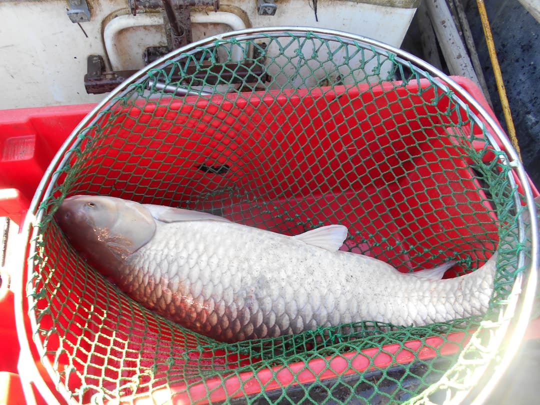 Location étang de 12ha + un étang de 2ha pour la pêche 