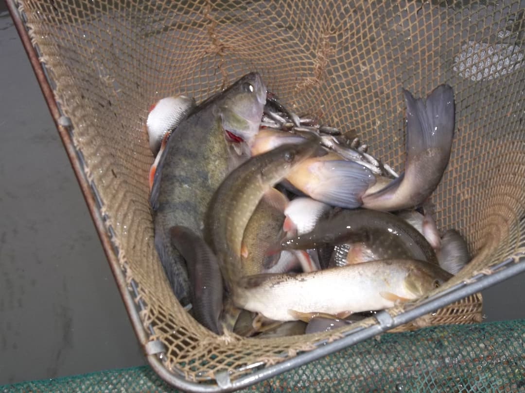 Location étang de 12ha + un étang de 2ha pour la pêche 