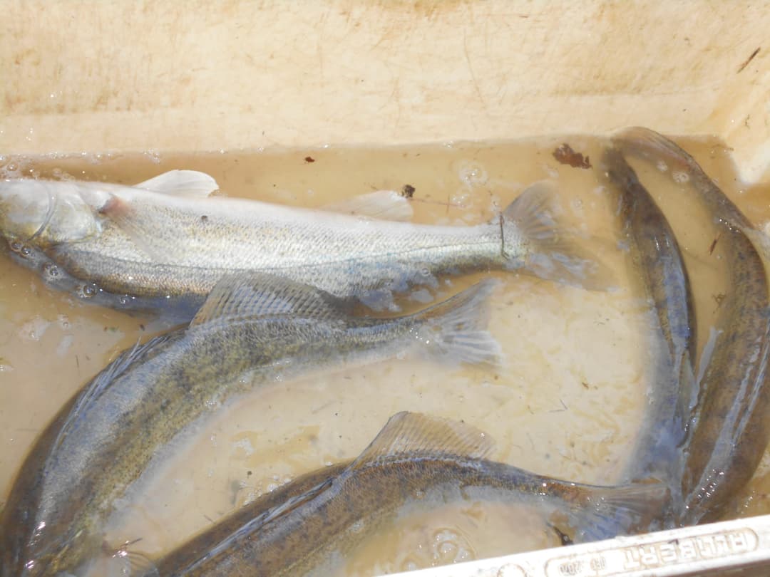 Location étang de 12ha + un étang de 2ha pour la pêche 