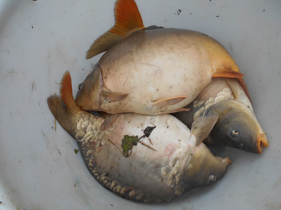 Location étang de 12ha + un étang de 2ha pour la pêche 