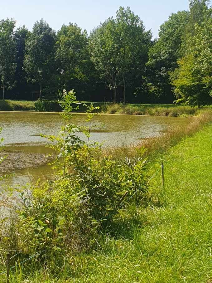 Étang dans les Dombes avec un gite 6 couchages 