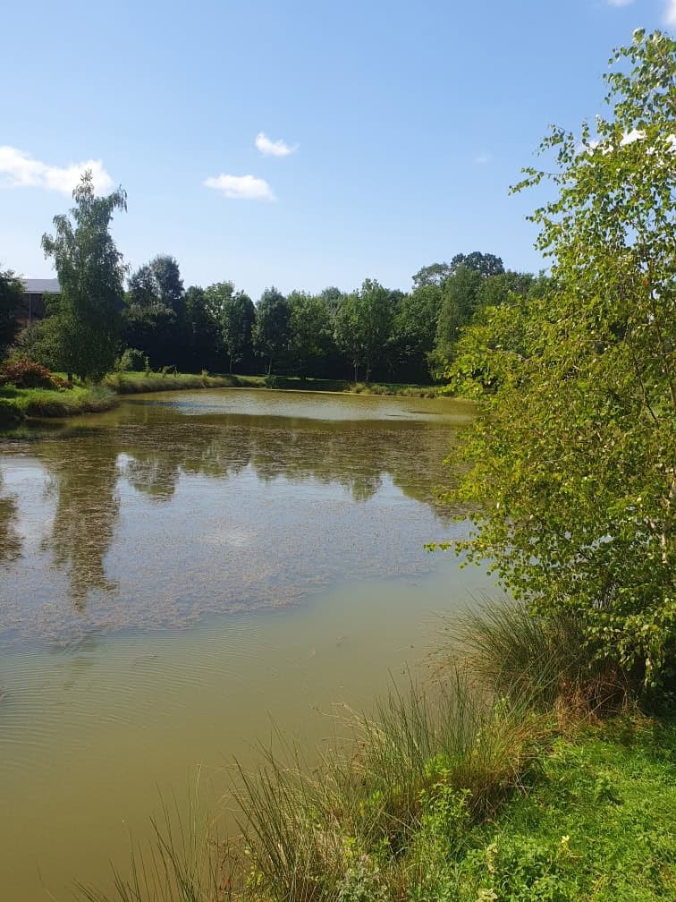 Étang dans les Dombes avec un gite 6 couchages 