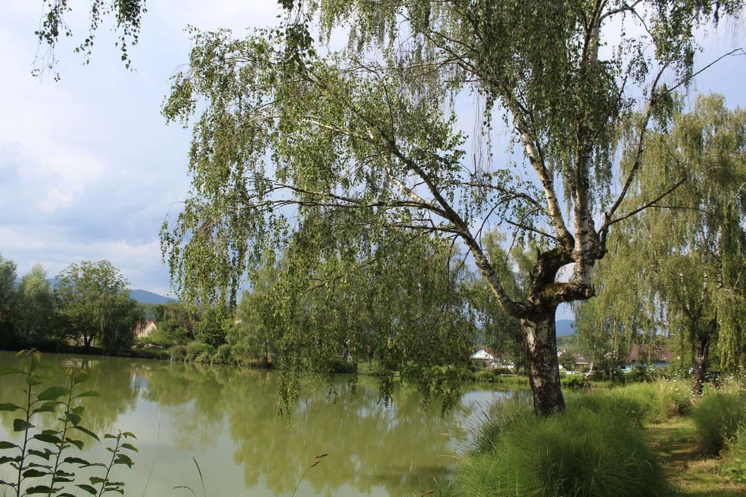 Etang carpodrome avec chalet en Alsace 
