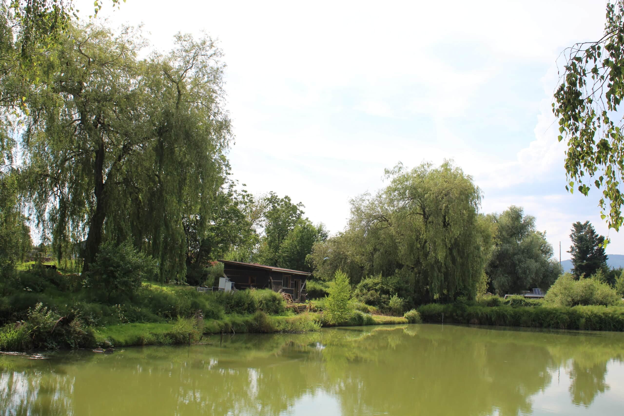 Etang carpodrome avec chalet en Alsace 