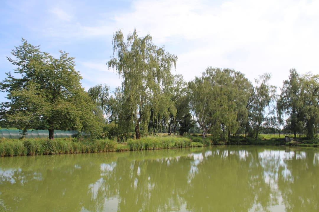 Etang carpodrome avec chalet en Alsace 