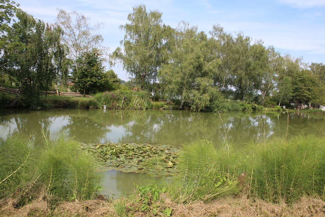 Etang carpodrome avec chalet en Alsace 