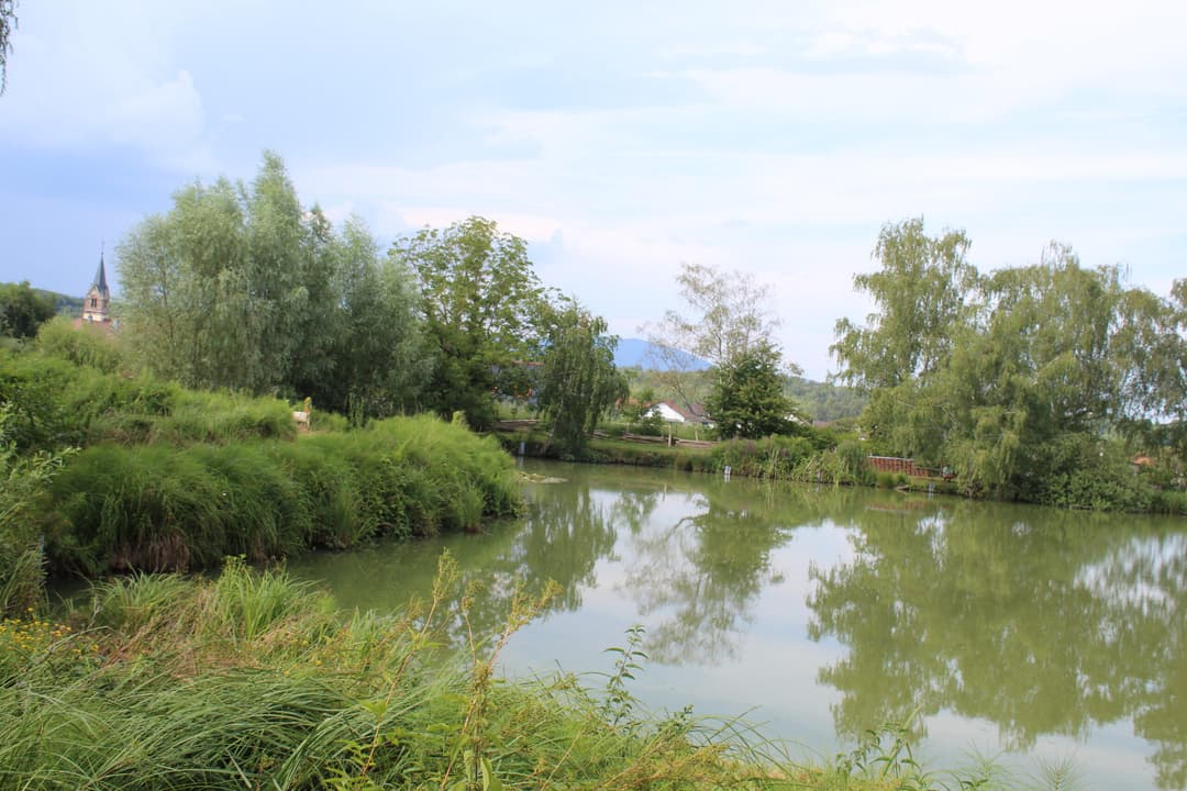 Etang carpodrome avec chalet en Alsace 