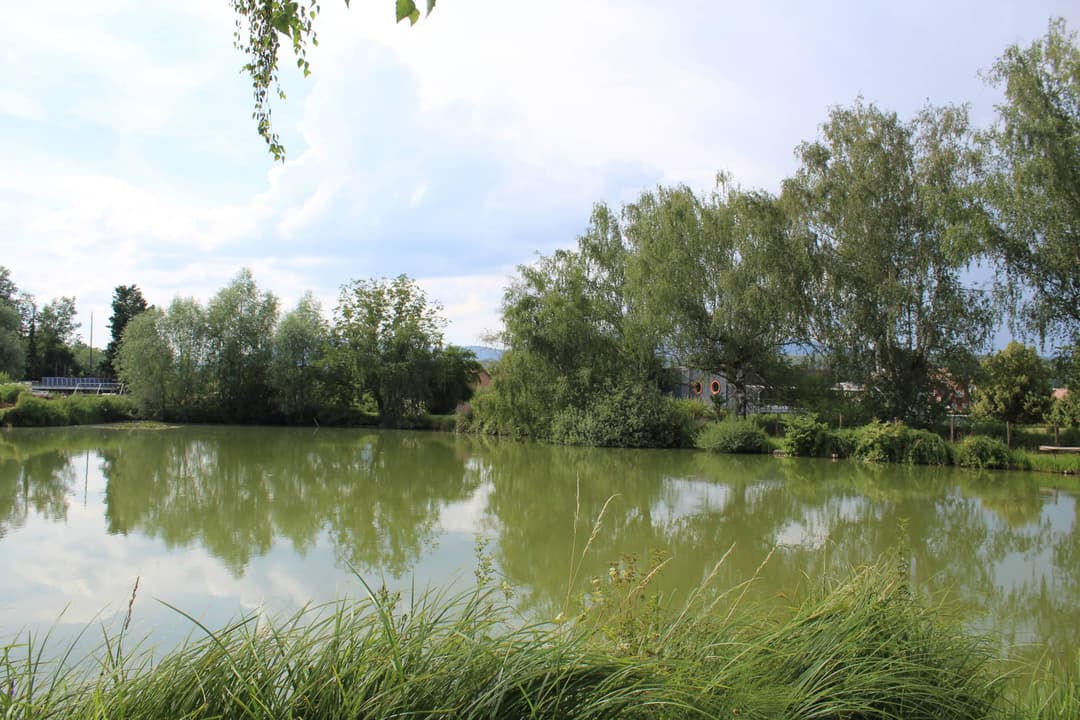Etang carpodrome avec chalet en Alsace 